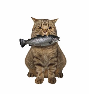 Ağzında büyük bir balıkla bej bir kedi oturuyor. Beyaz arka plan. İzole edilmiş.