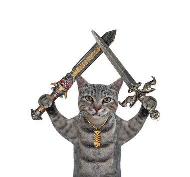 Gri bir kedi savaşçısı kılıçlarını çapraz tutar. Beyaz arka plan. İzole edilmiş.
