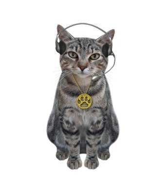 Kulaklıklı gri bir kedi oturur ve müzik dinler. Beyaz arka plan. İzole edilmiş.