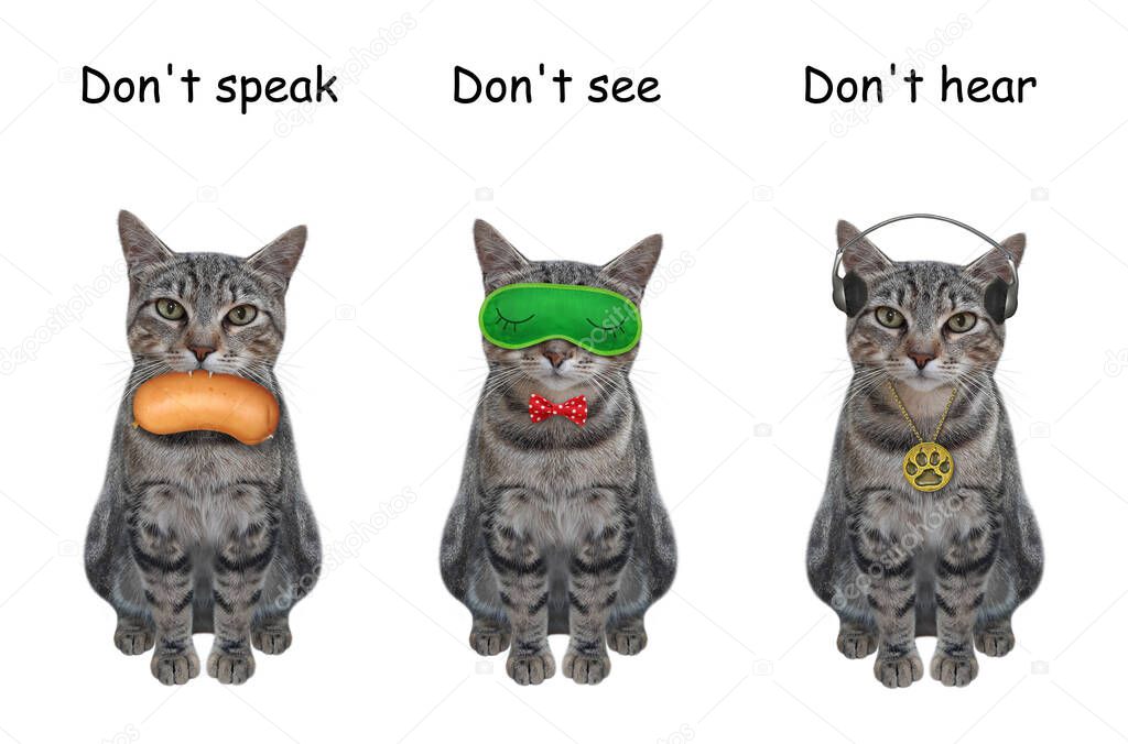 Three gray cats covering its eyes, ears and mouth like three wise monkeys. Don't speak, see and hear. White background. Isolated.
