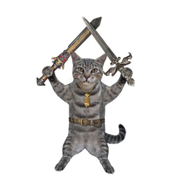 Gri bir kedi savaşçısı kılıçlarını çapraz tutar. Beyaz arka plan. İzole edilmiş.