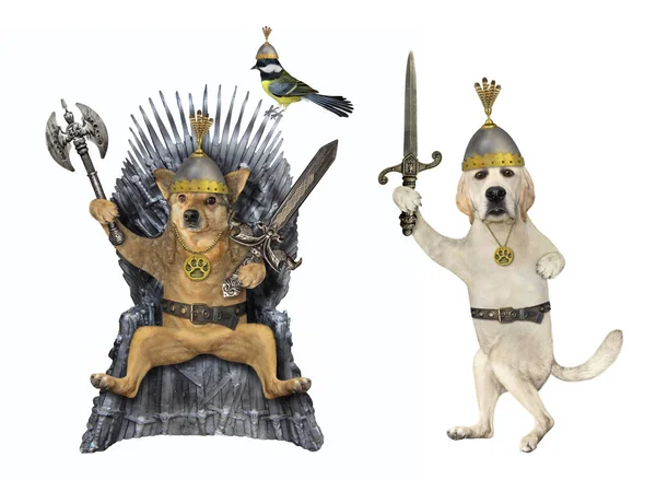Король Собак Шлеме Вооруженный Мечом Топором Сидит Железном Стуле Воин — стоковое фото