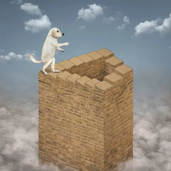 Labrador Cães Sobe Escadas Infinitas Uma Torre Tijolos Alta Que — Fotografia de Stock