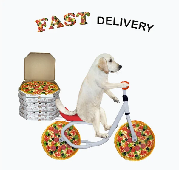 Correio Para Cães Entrega Caixas Com Pizza Bicicleta Entrega Rápida — Fotografia de Stock