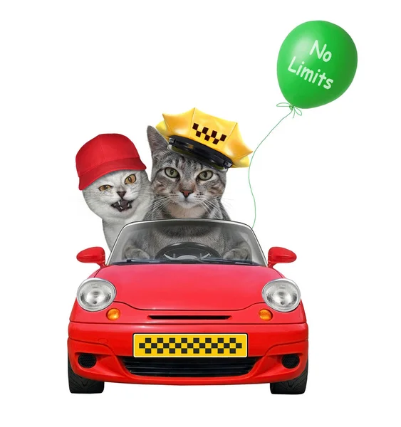 黄色のキャップの灰色の猫のタクシー運転手は 乗客と赤い車の中にあります 制限はない 白地だ — ストック写真