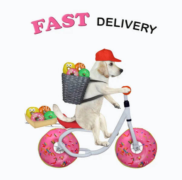 Собака Кур Доставляє Кольорові Пончики Велосипеді Швидка Доставка Білий Фон — стокове фото