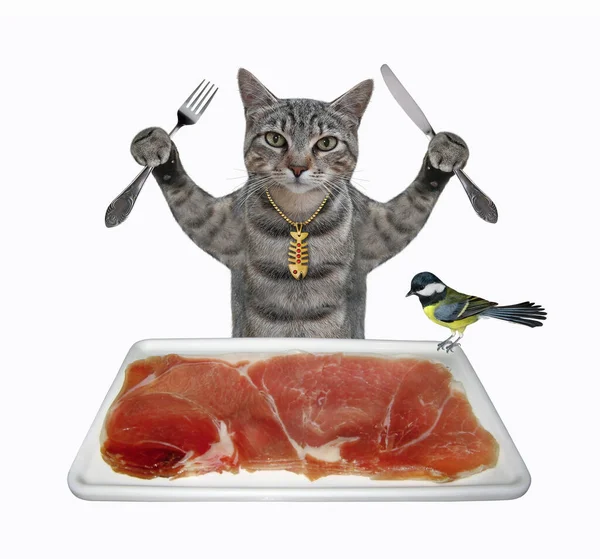 Grå Katt Med Kniv Och Gaffel Äter Rått Kött Från — Stockfoto