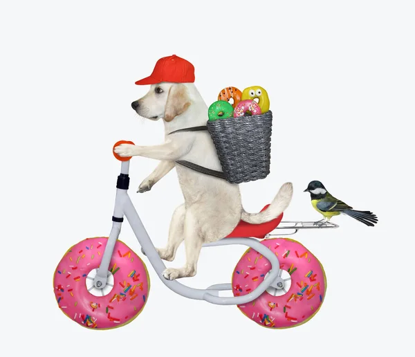 Corriere Cani Consegna Ciambelle Colorate Bicicletta Sfondo Bianco Isolato — Foto Stock