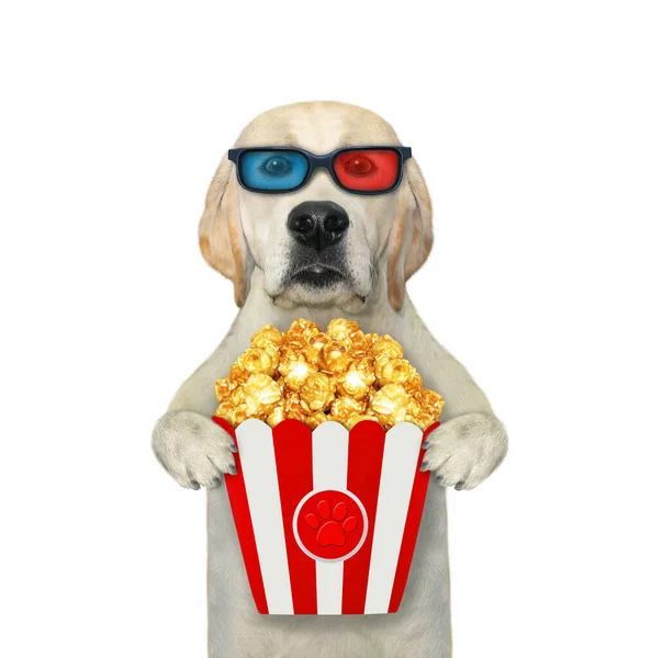Ένας Σκύλος Λαμπραντόρ Ποτήρια Τρώει Ποπ Κορν Και Βλέπει Ταινία — Φωτογραφία Αρχείου