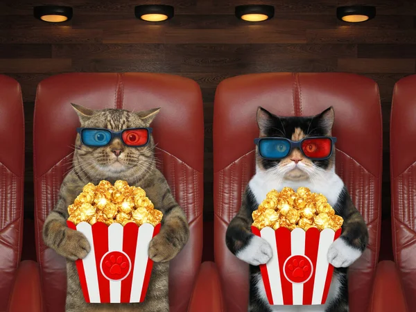 Cats in 3d glasses is eating popcorn and watching a movie in the cinema.