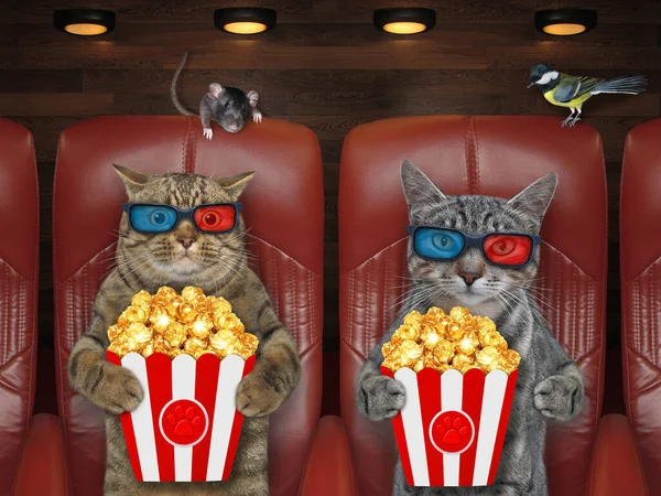 Cats in 3d glasses is eating popcorn and watching a movie in the cinema.