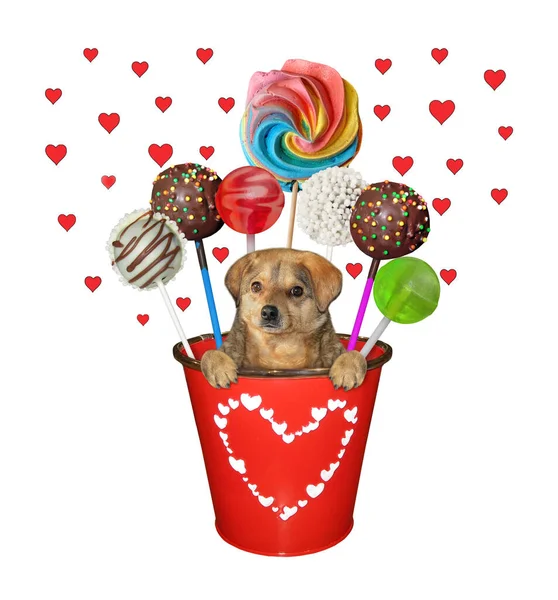 Ein Beiger Hund Steckt Einem Roten Metalleimer Mit Süßigkeiten Weißer — Stockfoto