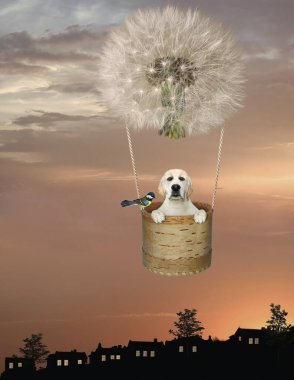 Sepette bir köpek labrador, gece kasabasında karahindiba şeklinde bir balonla uçuyor..
