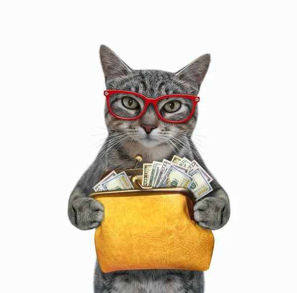 Eine Graue Katze Brille Hält Eine Orangefarbene Ledertasche Mit Dollars — Stockfoto