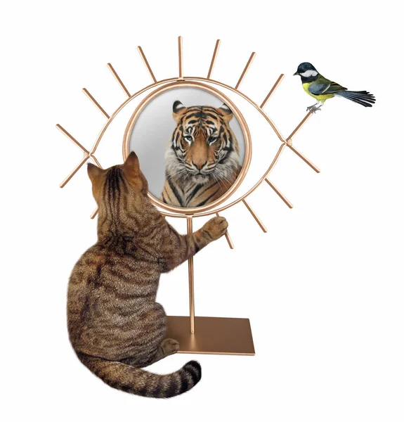 Eine Beige Katze Starrt Sein Spiegelbild Einen Goldenen Augenförmigen Spiegel — Stockfoto