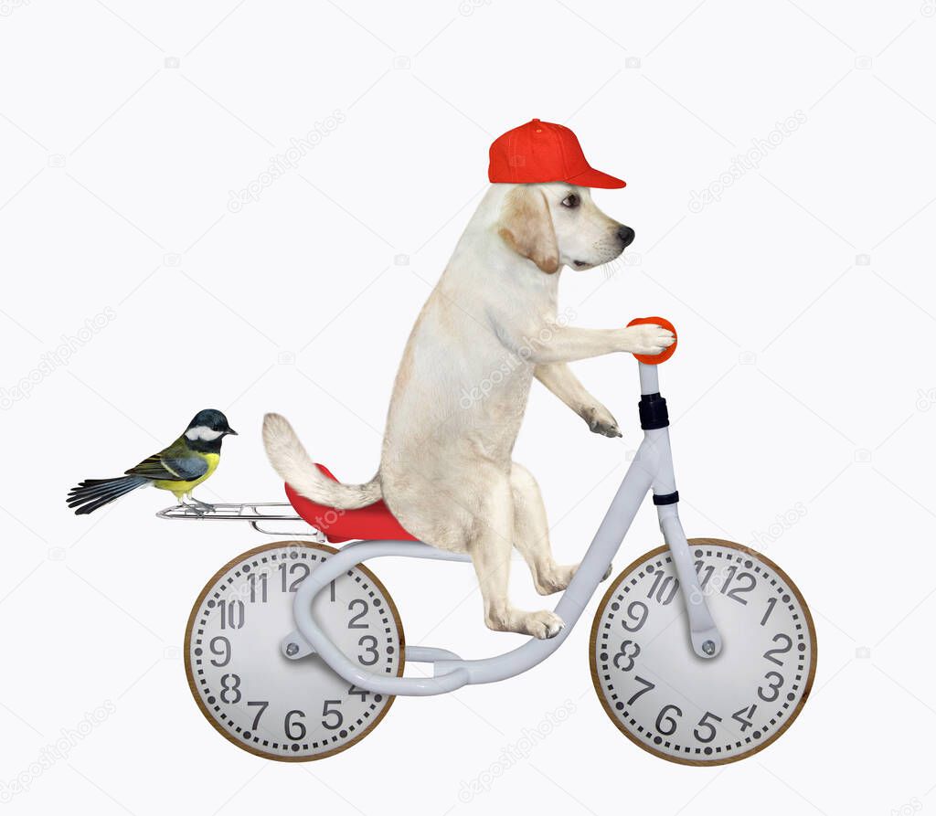 A dog labrador in a red cap rides a bike with wheels look like a clock face dial. White background. Isolated.