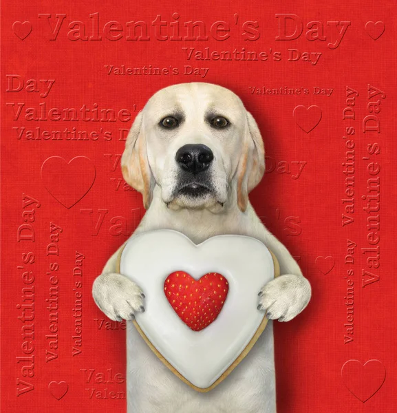 A dog labrador holds a heart shaped biscuit with a strawberry. Valentine\'s day. Red background.