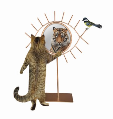 Bej renkli bir kedi aynada yansımasına bakar. Orada bir kaplan görüyor. Beyaz arka plan. İzole edilmiş.