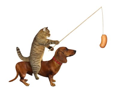Sosisli bej bir kedi kahverengi bir köpek dachshund 'a biniyor. Beyaz arka plan. İzole edilmiş.