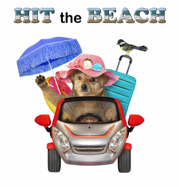 ベージュの犬が赤い車を海まで運転する ビーチを叩け 白地だ — ストック写真