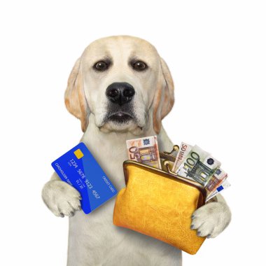 Bir köpek labrador 'unda kredi kartı ve içinde avro banknotları olan turuncu deri bir cüzdan var. Beyaz arka plan. İzole edilmiş.