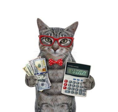 Kırmızı papyonlu ve gözlüklü gri bir kedi hesap makinesi ve dolar hayranı tutuyor. Beyaz arka plan. İzole edilmiş.