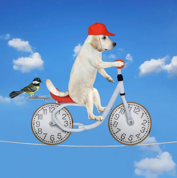 A dog labrador acrobat is riding a bike on the tightrope. Blue sky background.