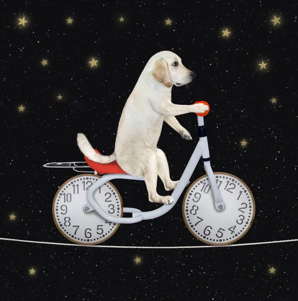 A dog labrador acrobat is riding a bike on the tightrope at night. Stars sky background.