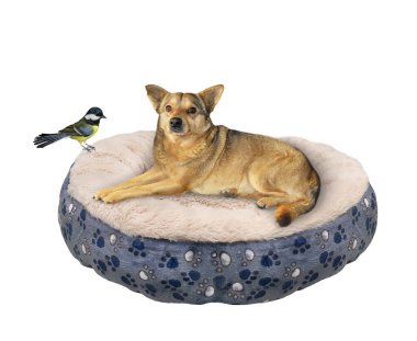 Bej renkli bir köpek evcil hayvan dinlenme odasında yatıyor. Beyaz arka plan. İzole edilmiş.