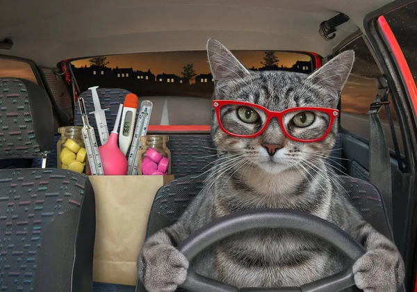 A gray cat in glasses is driving a car on the highway at night. A paper bag with medicines is next to him.