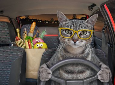 Gözlüklü gri bir kedi geceleyin otoyolda araba sürüyor. Yanında yiyecek dolu bir kese kağıdı var..
