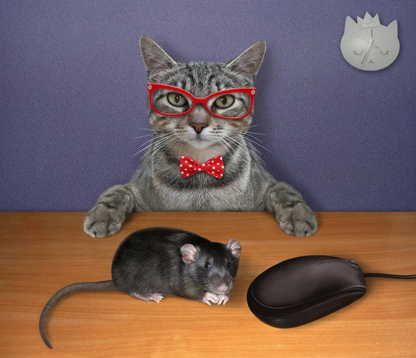 A gray cat in red bow tie and glasses is looking at a black computer mouse and a live mouse.