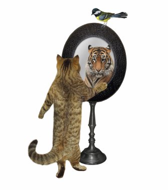 Bir bej kedi oval aynaya bakıyor. Orada bir kaplan görüyor. Beyaz arka plan. İzole edilmiş.