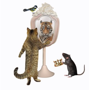 Bej renkli bir kedi elinde bir gülle aynaya bakıyor. Orada bir kaplan görüyor. Bir sıçan ona taç verir. Beyaz arka plan. İzole edilmiş.