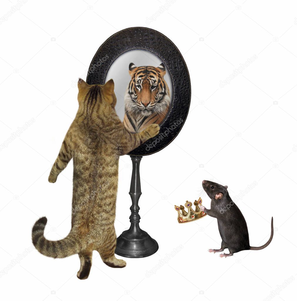 A beige cat is looking in an oval mirror. He sees a tiger there. A rat gives a crown to him. White background. Isolated.