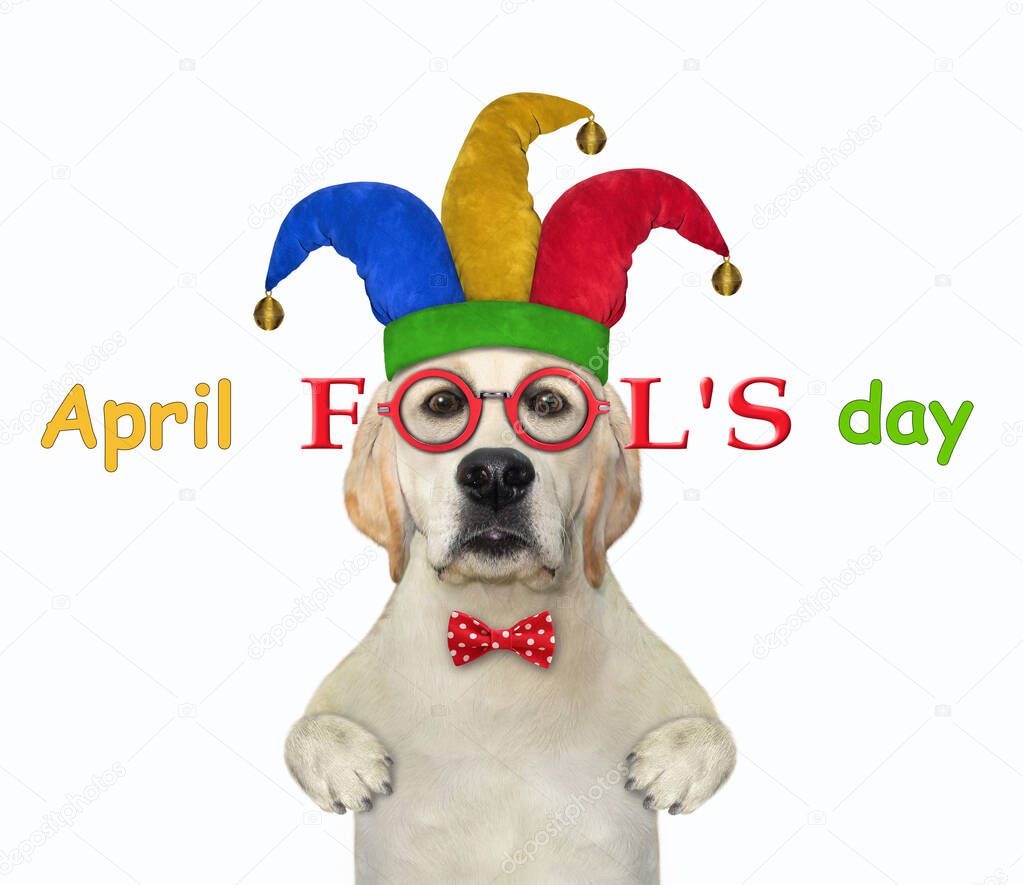 A dog labrador clown wears a jester hat, a red bow tie and glasses. April fool's day. White background. Isolated.