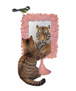 Bej renkli bir kedi pembe kare aynaya bakar. Orada bir kaplan görüyor. Beyaz arka plan. İzole edilmiş.