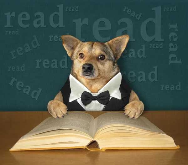 Beige Smart Dog Bow Tie Reads Open Book Desk — Stock Photo, Image