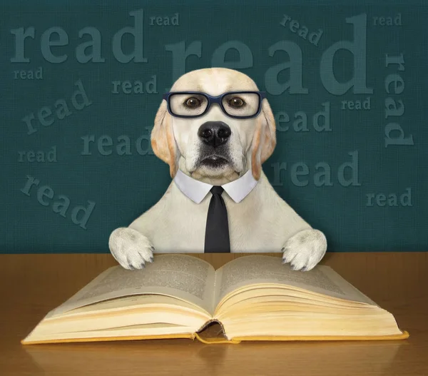Perro Inteligente Labrador Con Corbata Negra Gafas Lee Libro Abierto — Foto de Stock