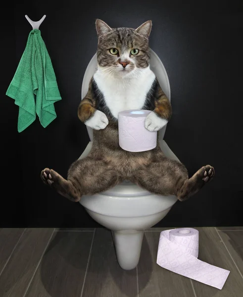 Gato Color Está Sentado Inodoro Blanco Baño — Foto de Stock