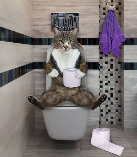 Кольоровий Кіт Сидить Мисці Білого Туалету Ванній — стокове фото