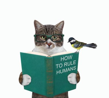 Gözlüklü renkli bir kedi yeşil açık bir kitap tutuyor. Beyaz arka plan. İzole edilmiş.