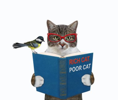 Gözlüklü renkli bir kedi mavi açık bir kitap tutuyor. Beyaz arka plan. İzole edilmiş.