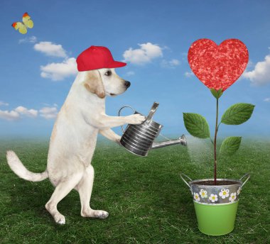 Kırmızı şapkalı bir köpek labrador bahçıvanı çayırdaki metal kovada yetişen bir sosisi suluyor..