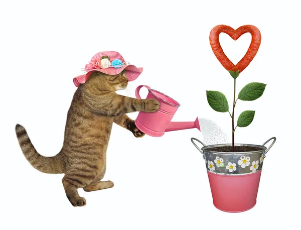 Gato Beige Sombrero Paja Jardinero Está Regando Una Flor Salchicha — Foto de Stock