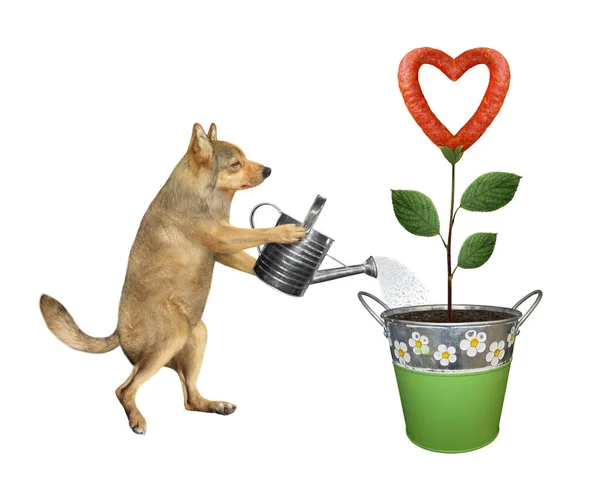 Jardinero Perro Beige Está Regando Una Flor Salchicha Que Crece — Foto de Stock