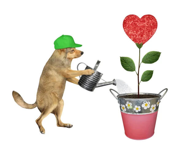 Jardinero Perro Beige Gorra Verde Está Regando Una Flor Salchicha — Foto de Stock