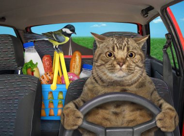 Bej renkli bir kedi otoyolda araba sürer. Yanında yiyecek dolu bir alışveriş sepeti var..