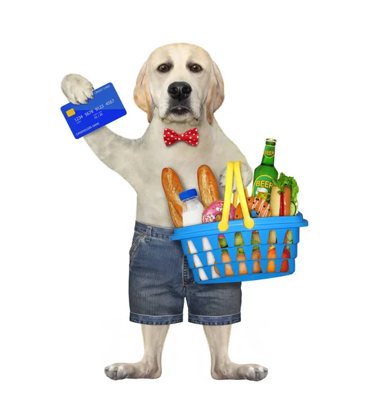 Dog Labrador Shorts Holds Shopping Basket Food Credit Card White — Stock Photo, Image