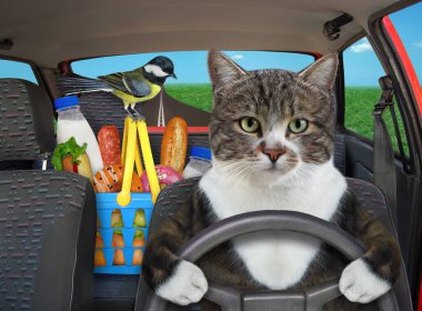 Renkli bir kedi otoyolda bir araba sürer. Yanında yiyecek dolu bir alışveriş sepeti var..